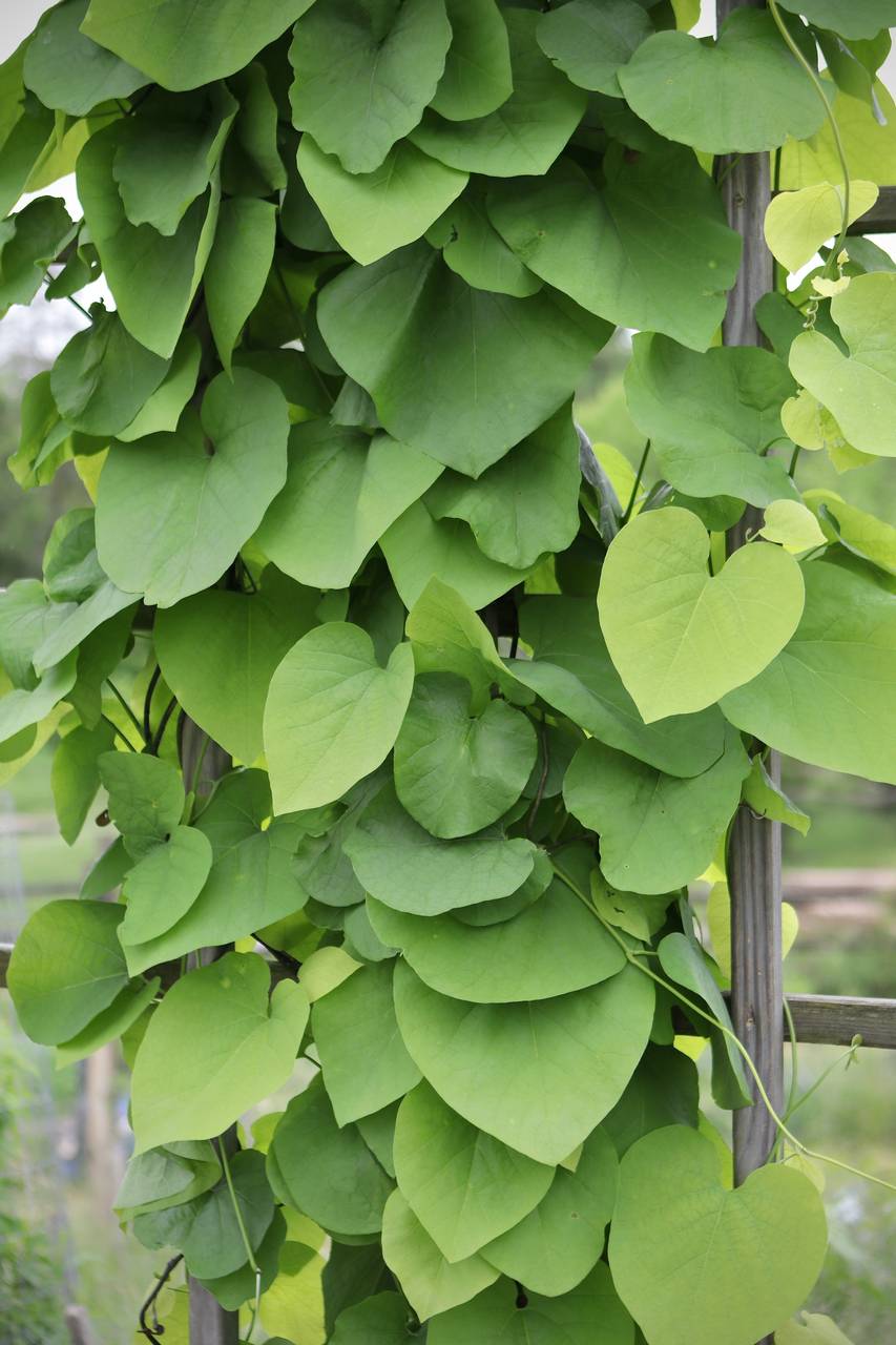 Photo of Pipevine