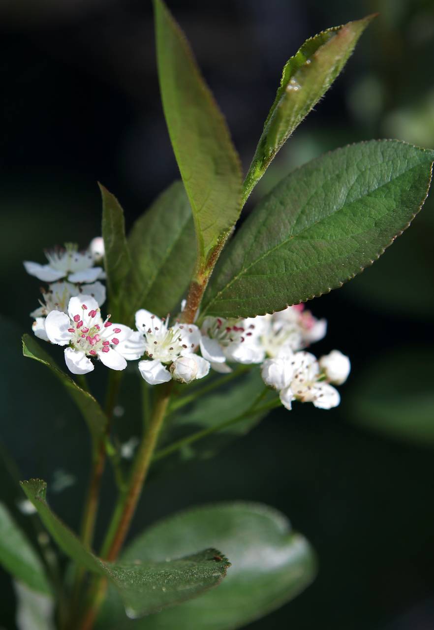 Photo of Black Chokeberry