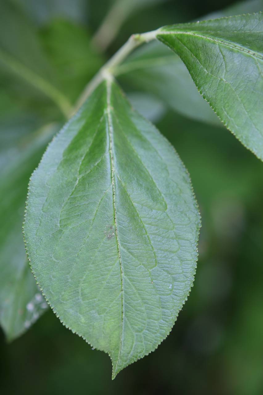 Photo of Black Chokeberry