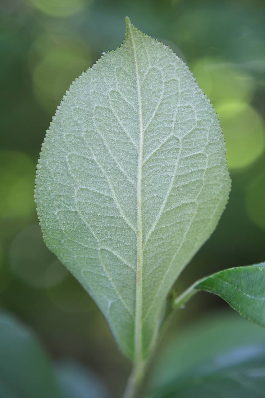 Photo of Black Chokeberry