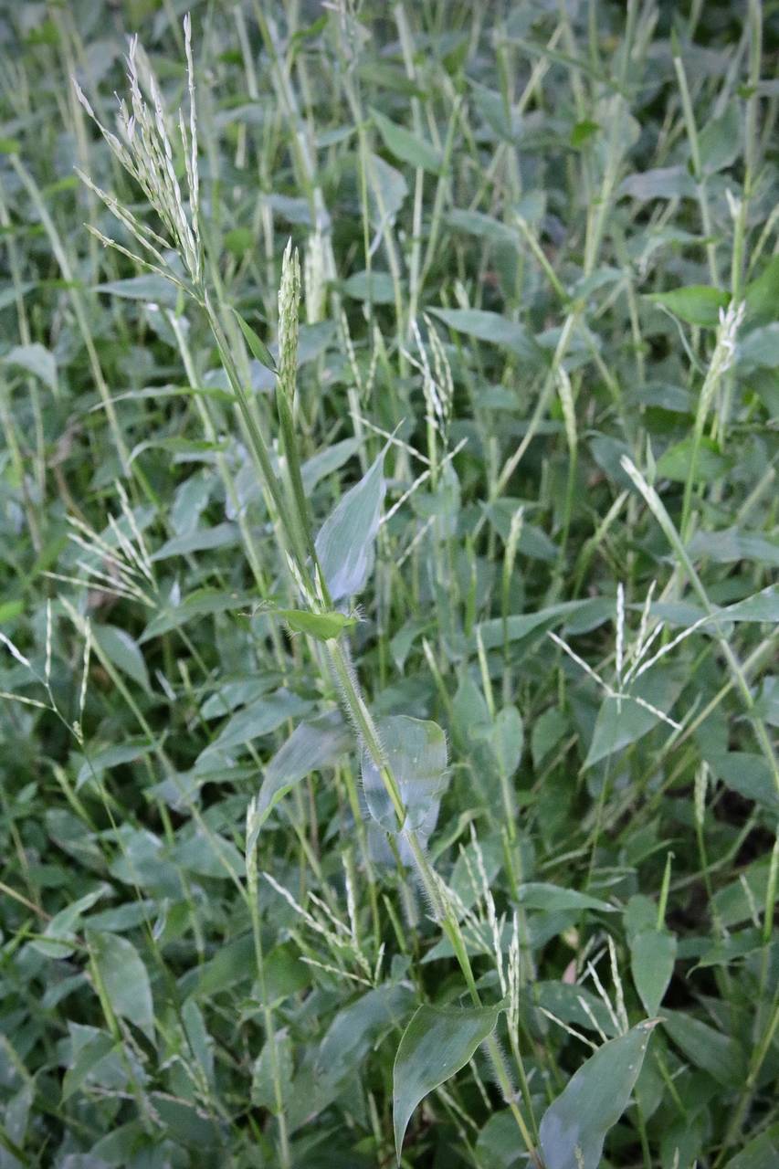 Photo of Small Carpetgrass