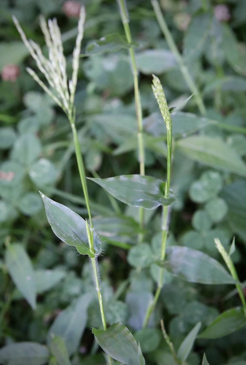 Photo of Small Carpetgrass