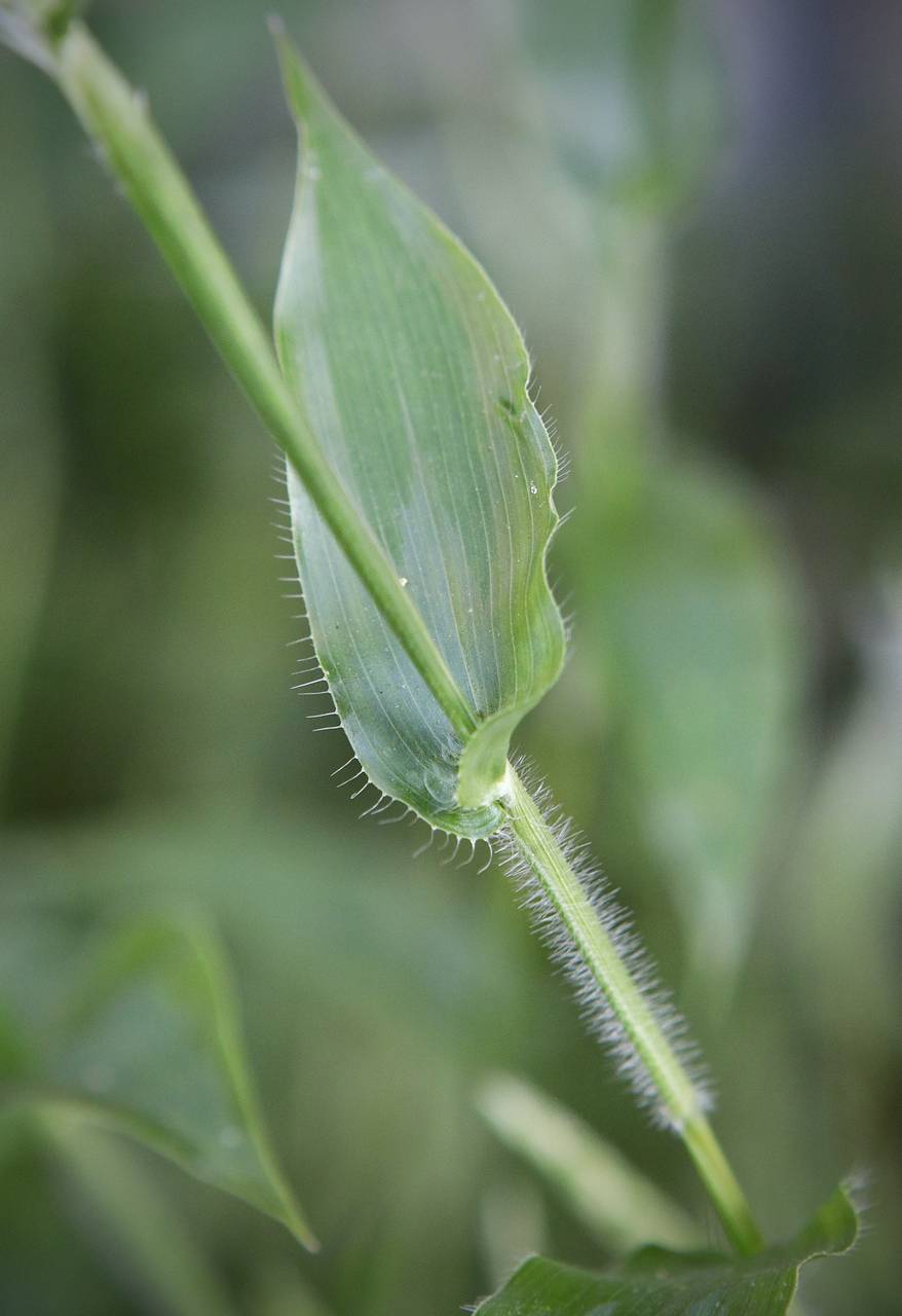 Photo of Small Carpetgrass