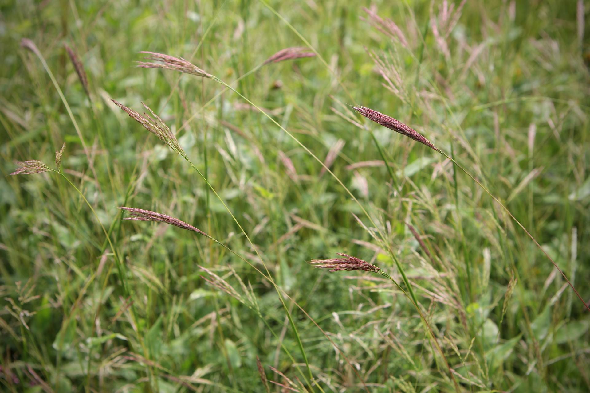Photo of Small Carpetgrass