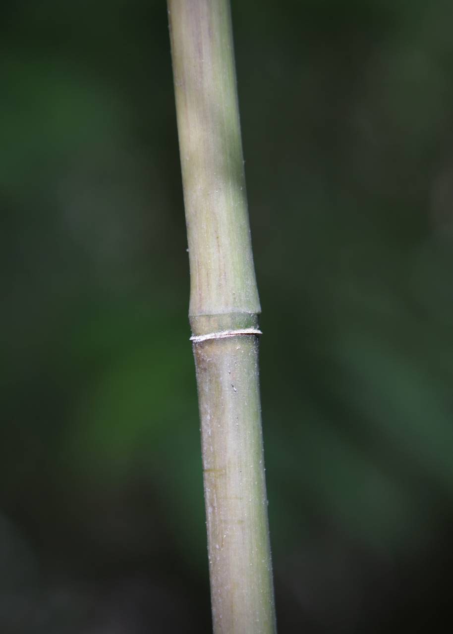 Photo of Giant Cane