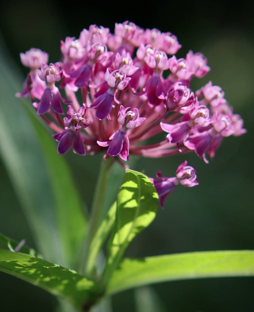 Photo of Swamp Milkweed