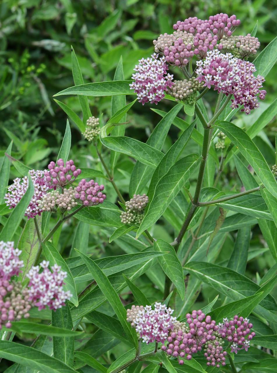 Photo of Swamp Milkweed
