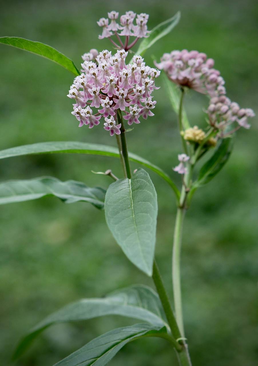 Photo of Swamp Milkweed