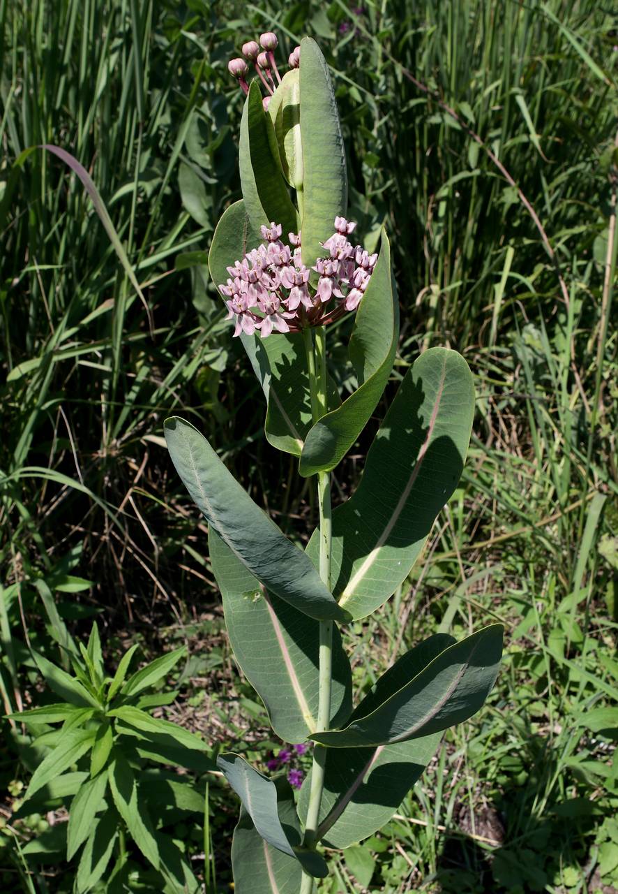 Photo of Sullivant's Milkweed