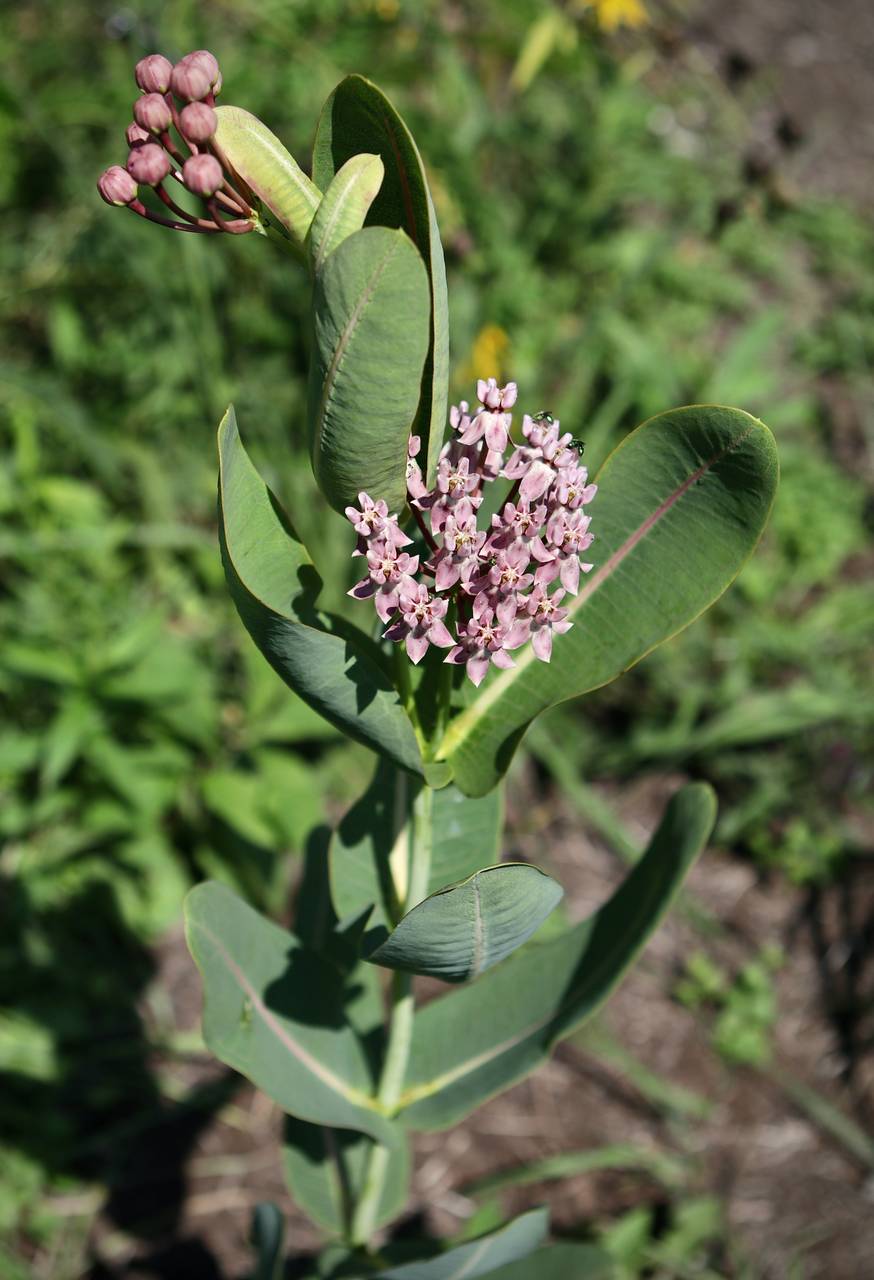 Photo of Sullivant's Milkweed