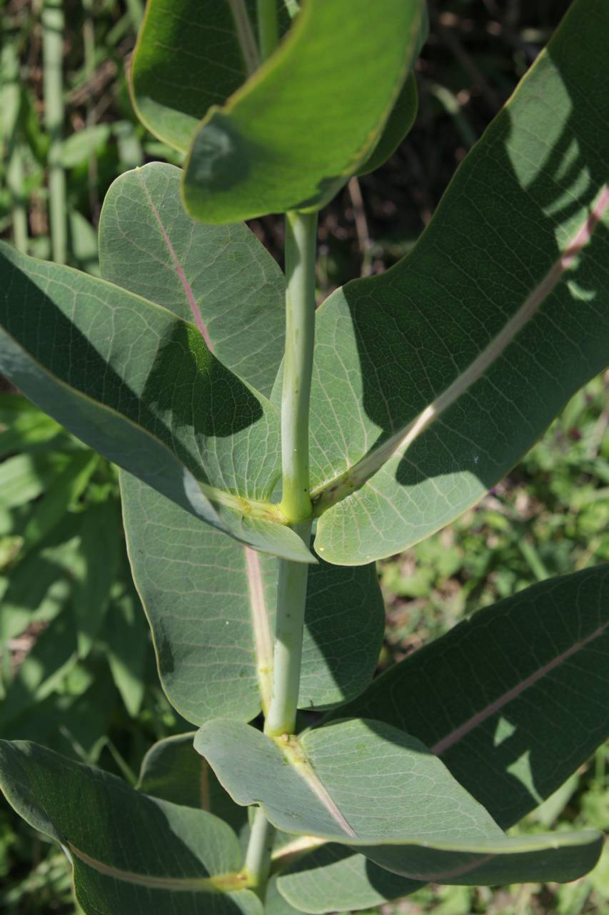 Photo of Sullivant's Milkweed