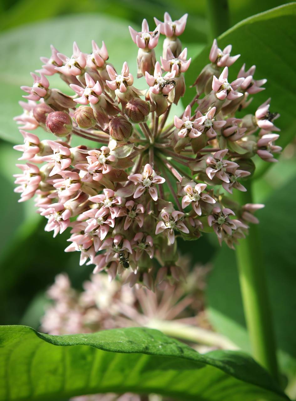 Photo of Common Milkweed