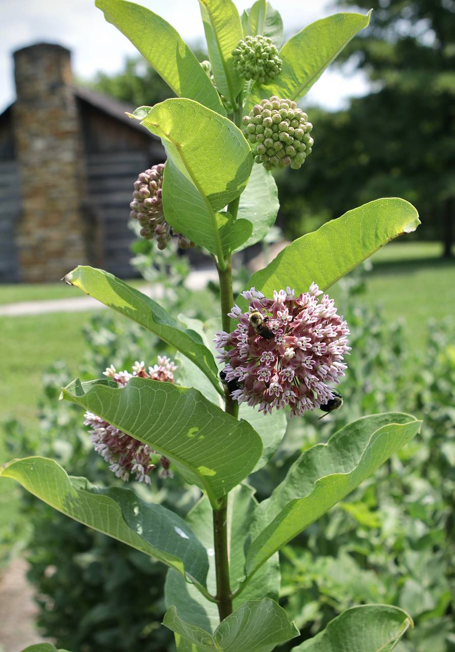 Photo of Common Milkweed