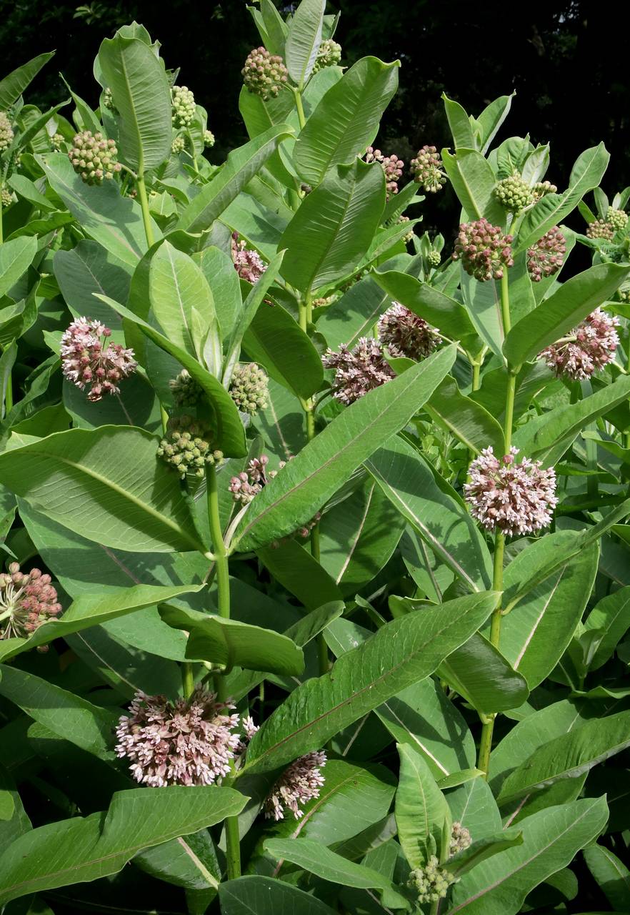 Photo of Common Milkweed