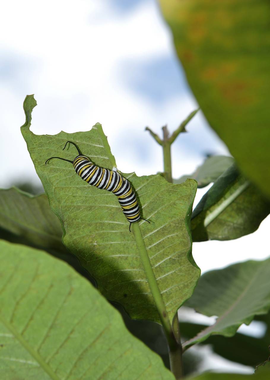 Photo of Common Milkweed