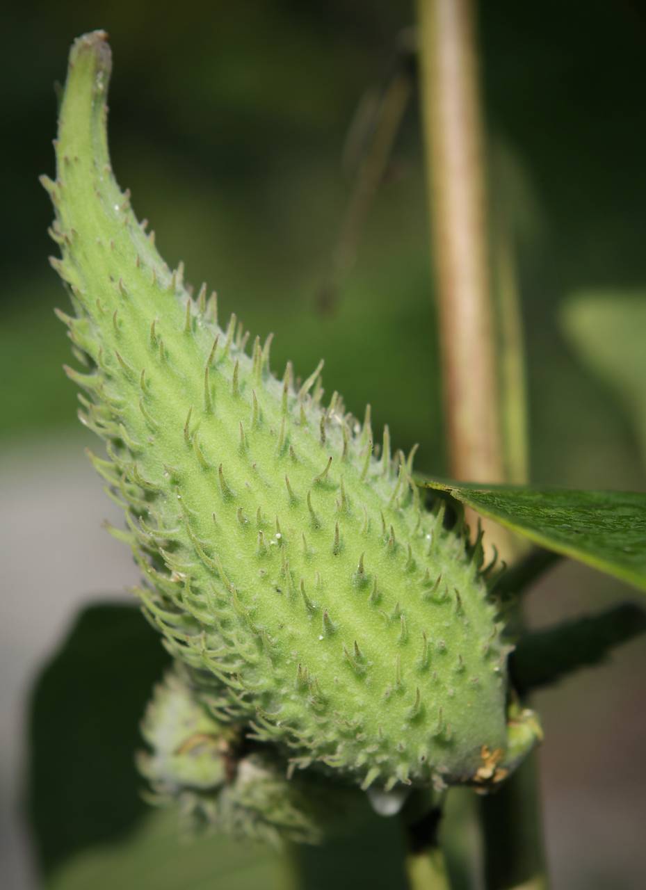 Photo of Common Milkweed