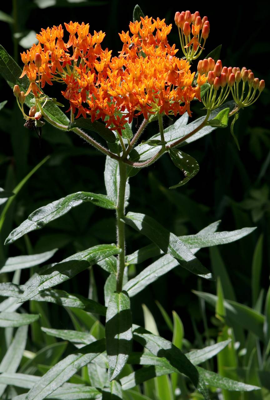 Photo of Butterfly Weed