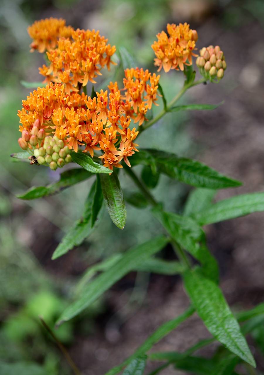 Photo of Butterfly Weed