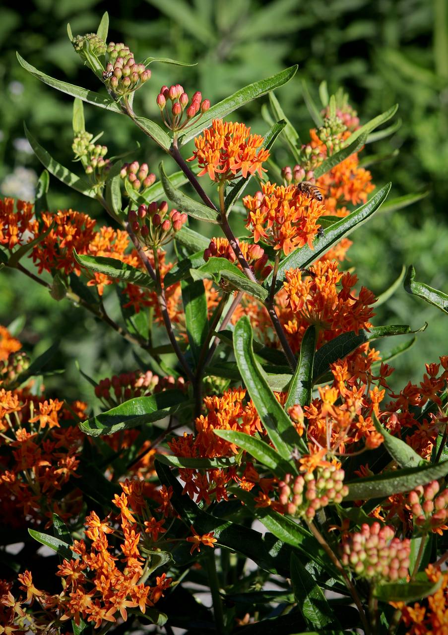 Photo of Butterfly Weed
