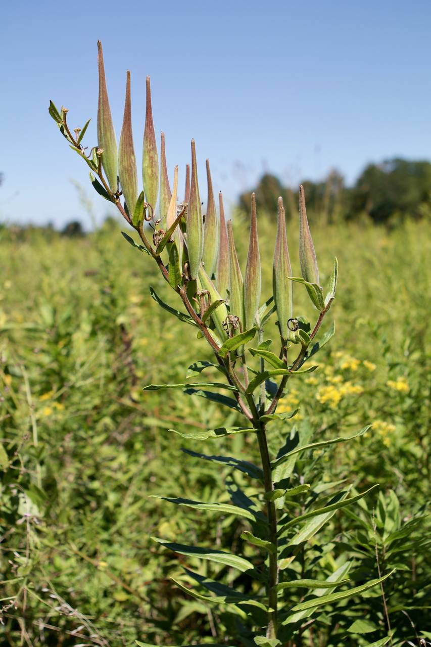 Photo of Butterfly Weed