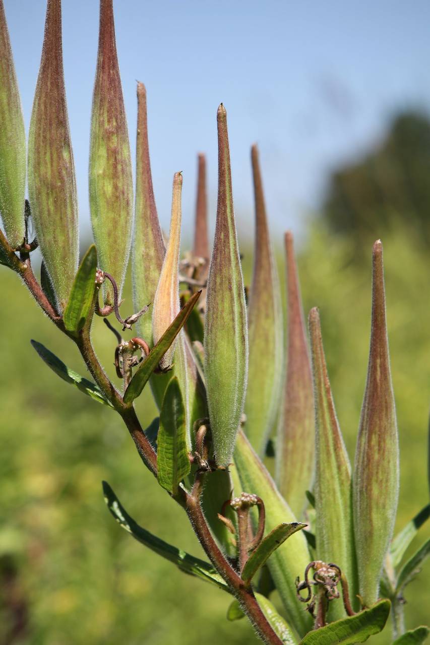 Photo of Butterfly Weed