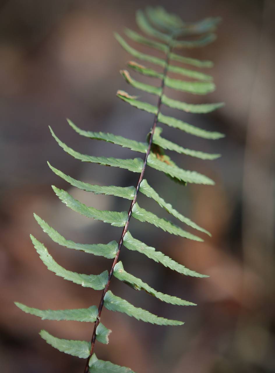 Photo of Ebony Spleenwort