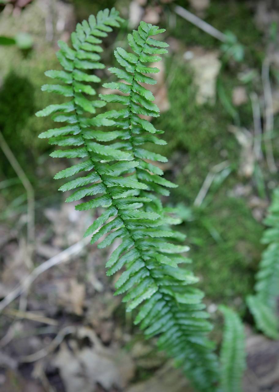 Photo of Ebony Spleenwort