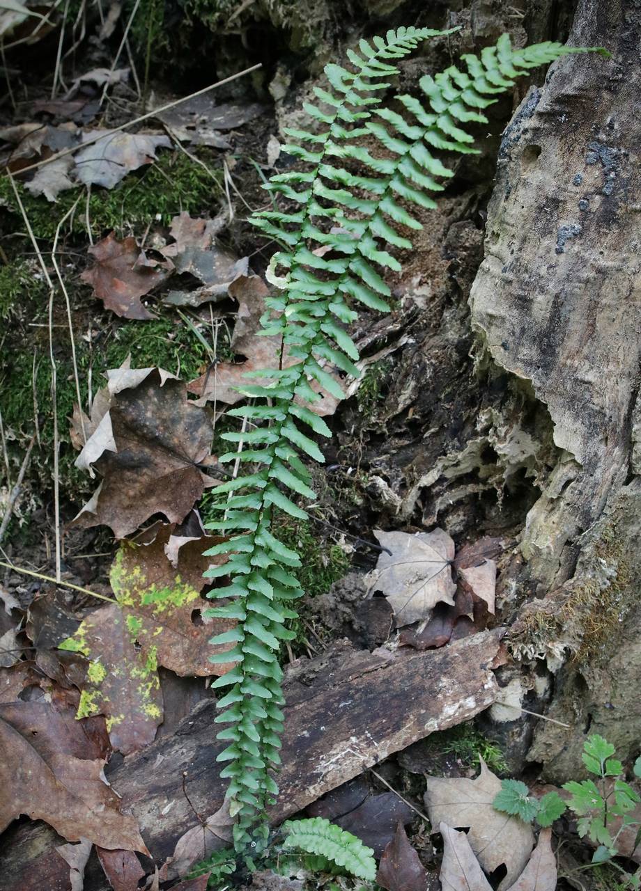 Photo of Ebony Spleenwort