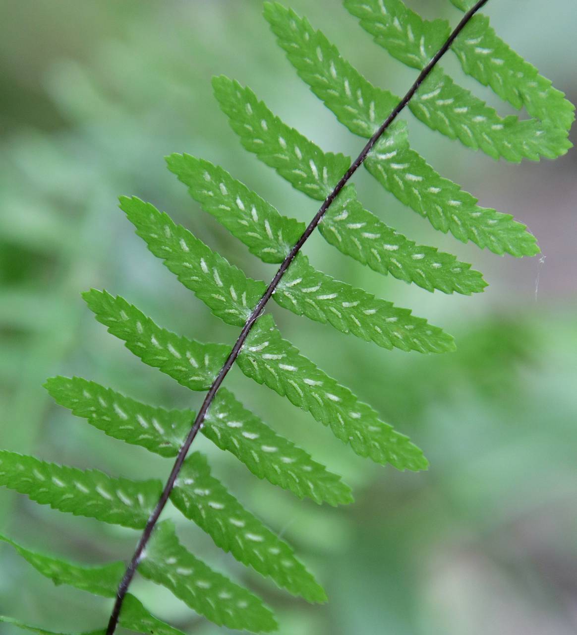 Photo of Ebony Spleenwort
