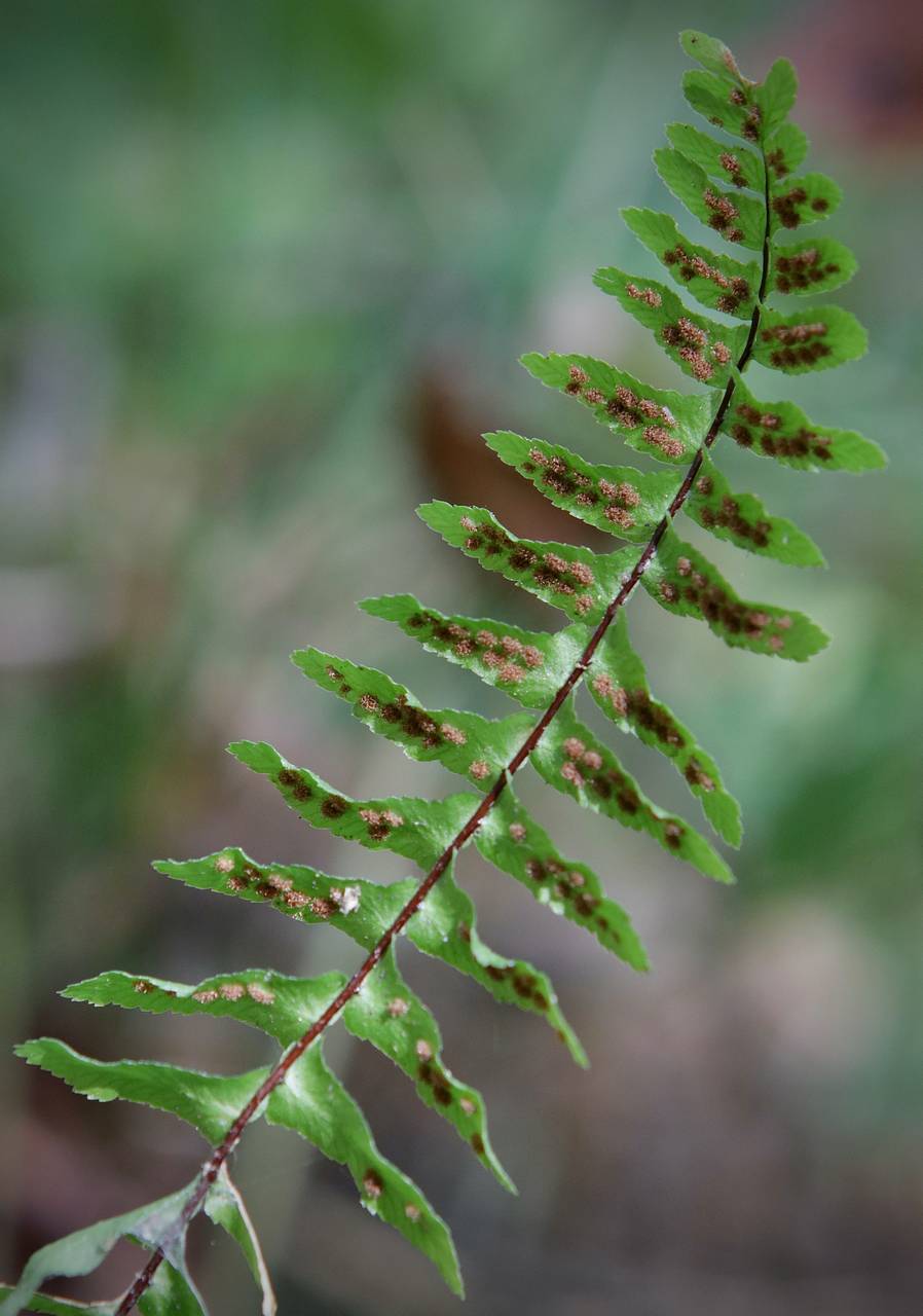 Photo of Ebony Spleenwort