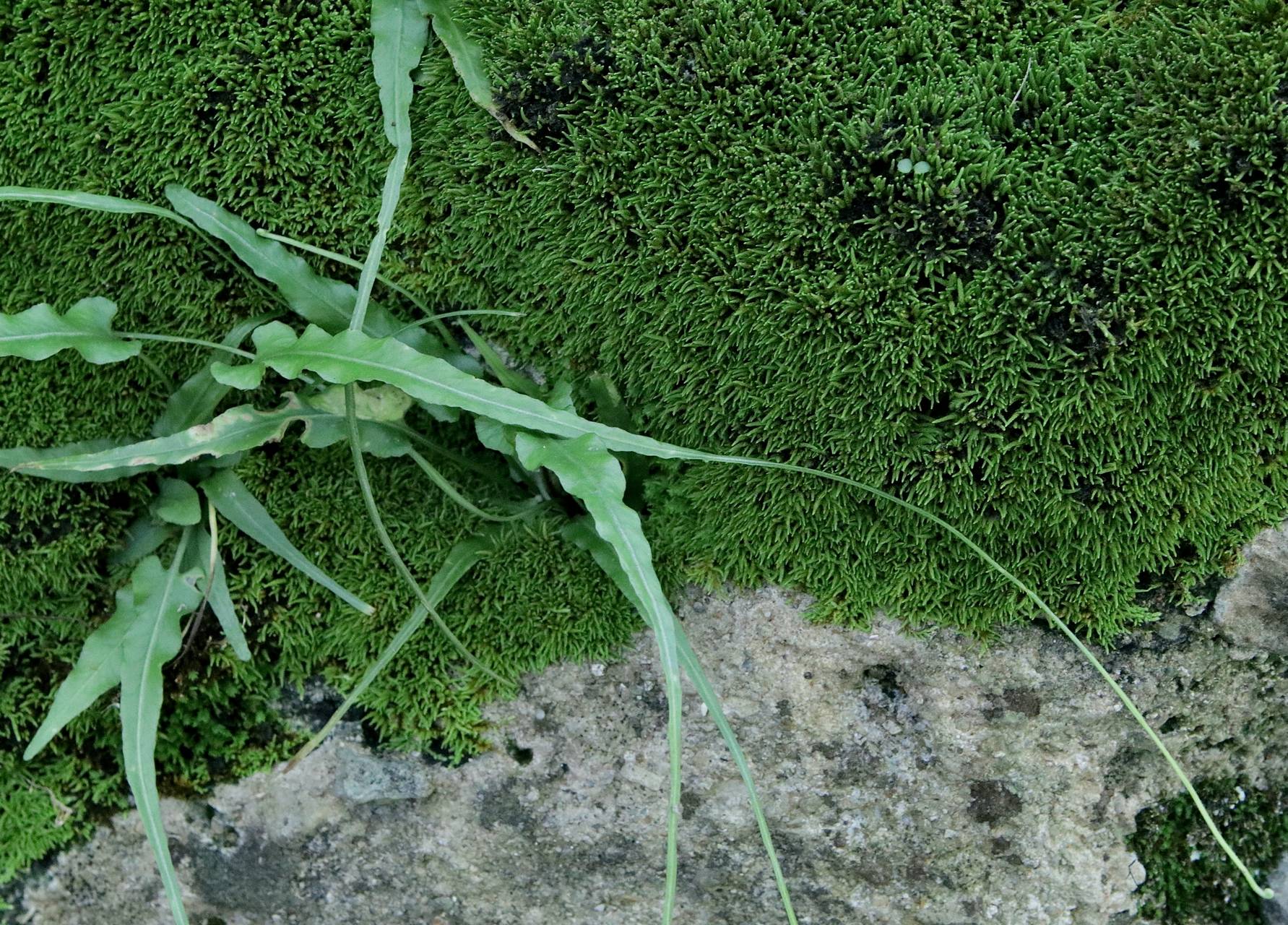 Photo of Walking Fern