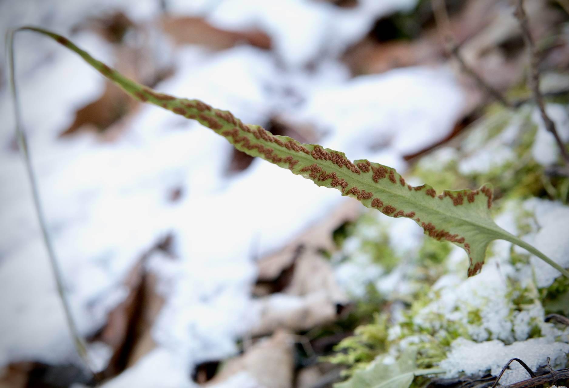 Photo of Walking Fern