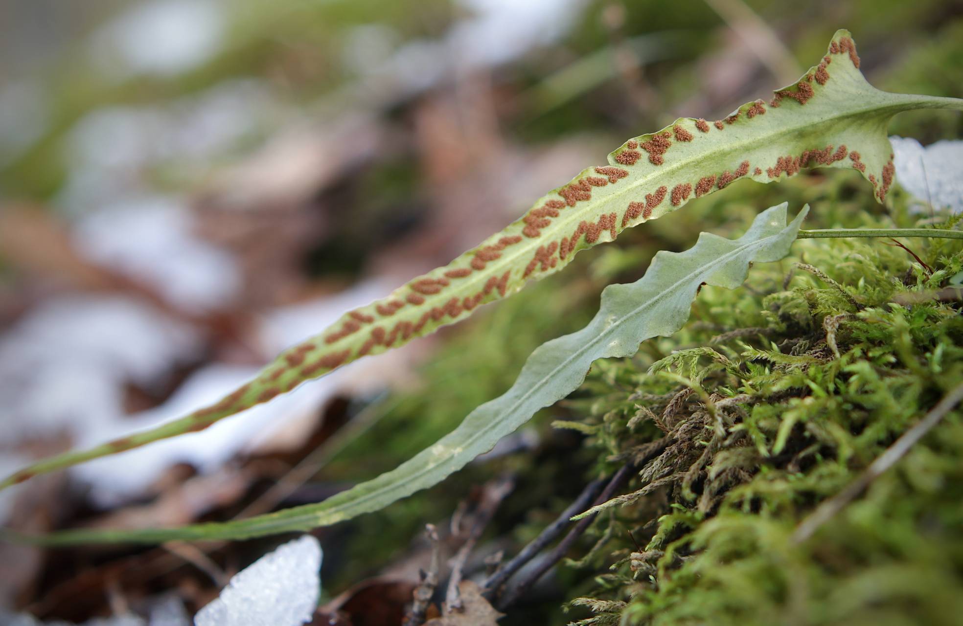 Photo of Walking Fern