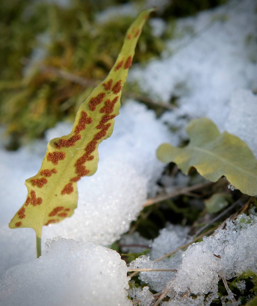 Photo of Walking Fern