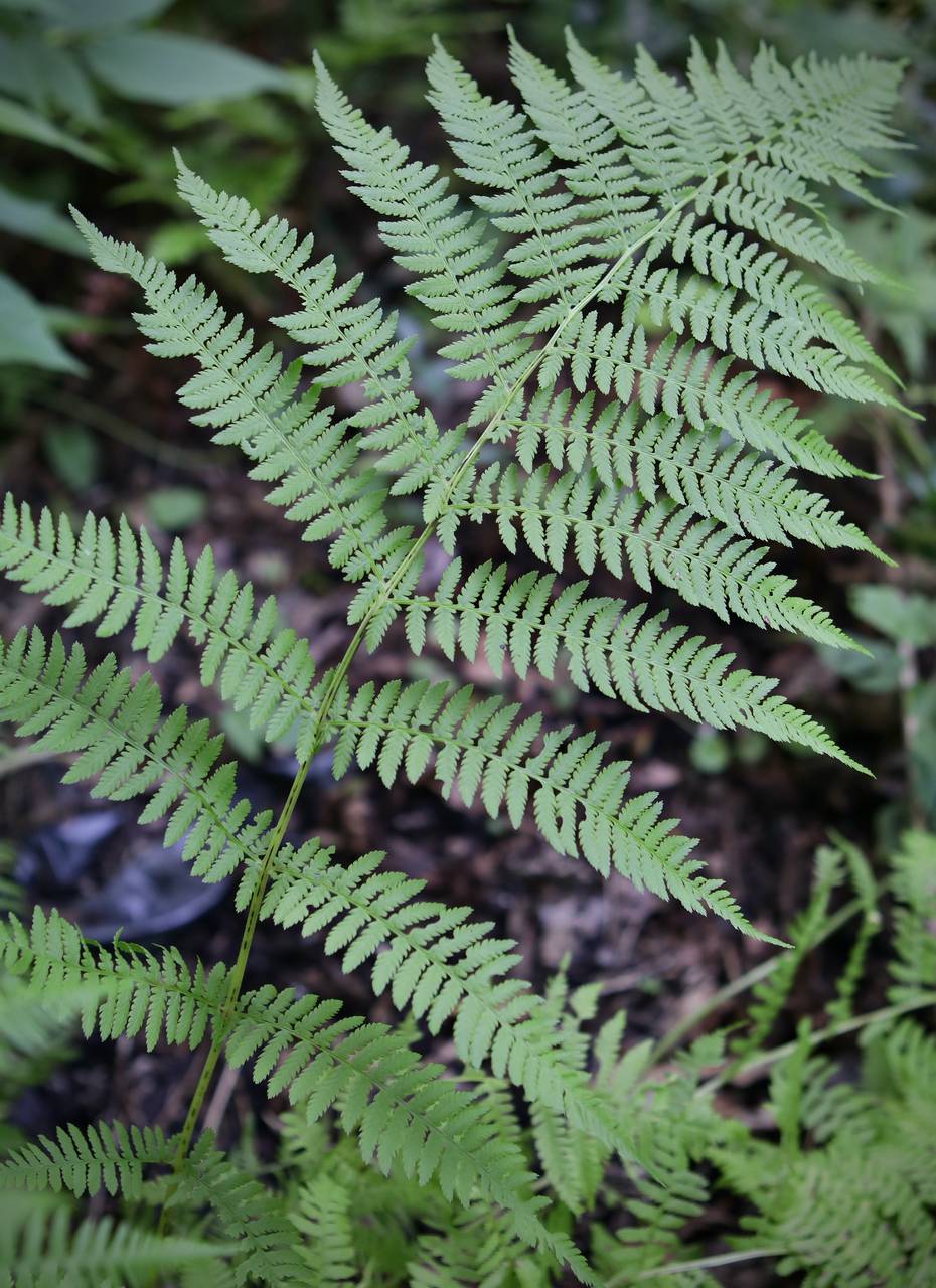 Photo of Lady Fern