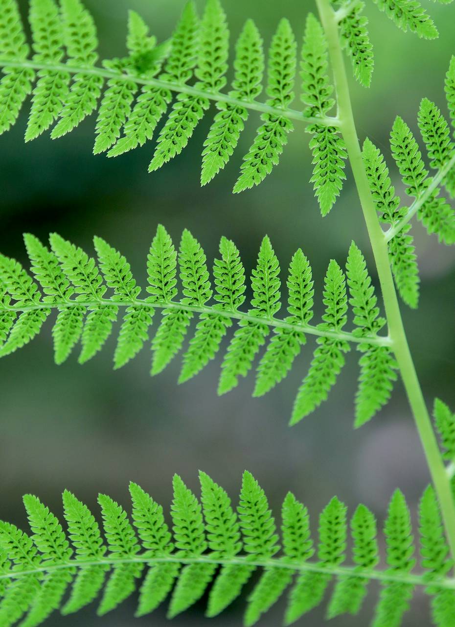 Photo of Lady Fern
