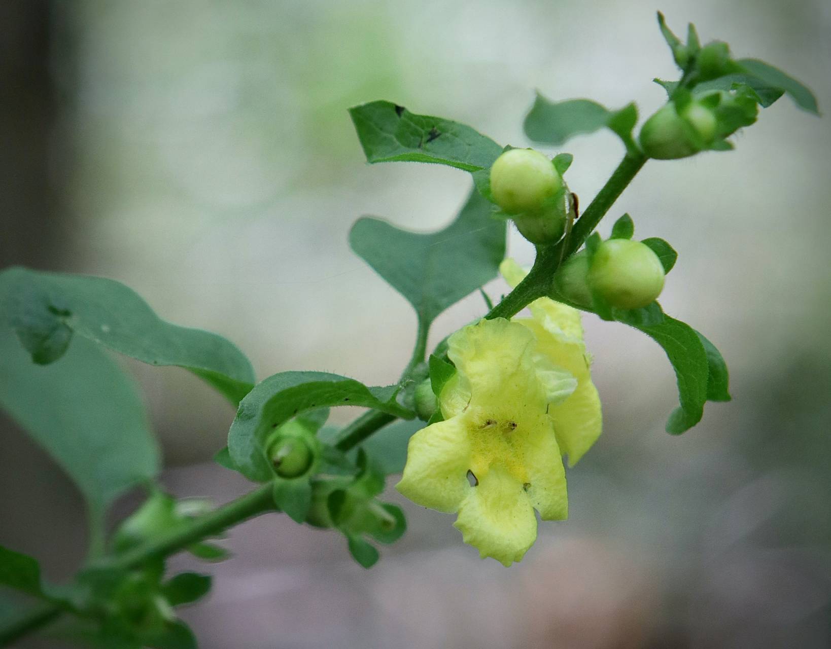 Photo of Fernleaf Yellow False Foxglove