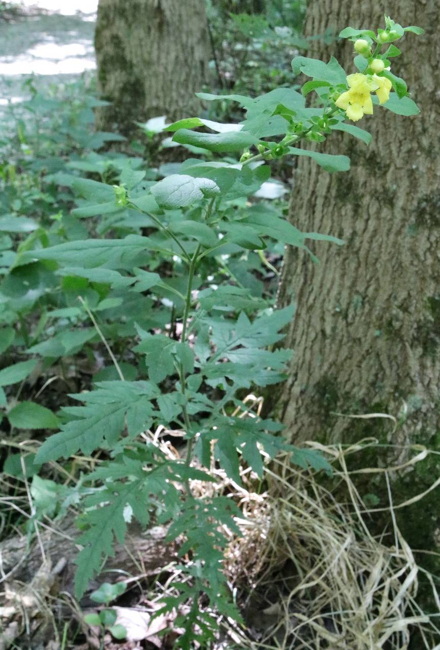 Photo of Fernleaf Yellow False Foxglove