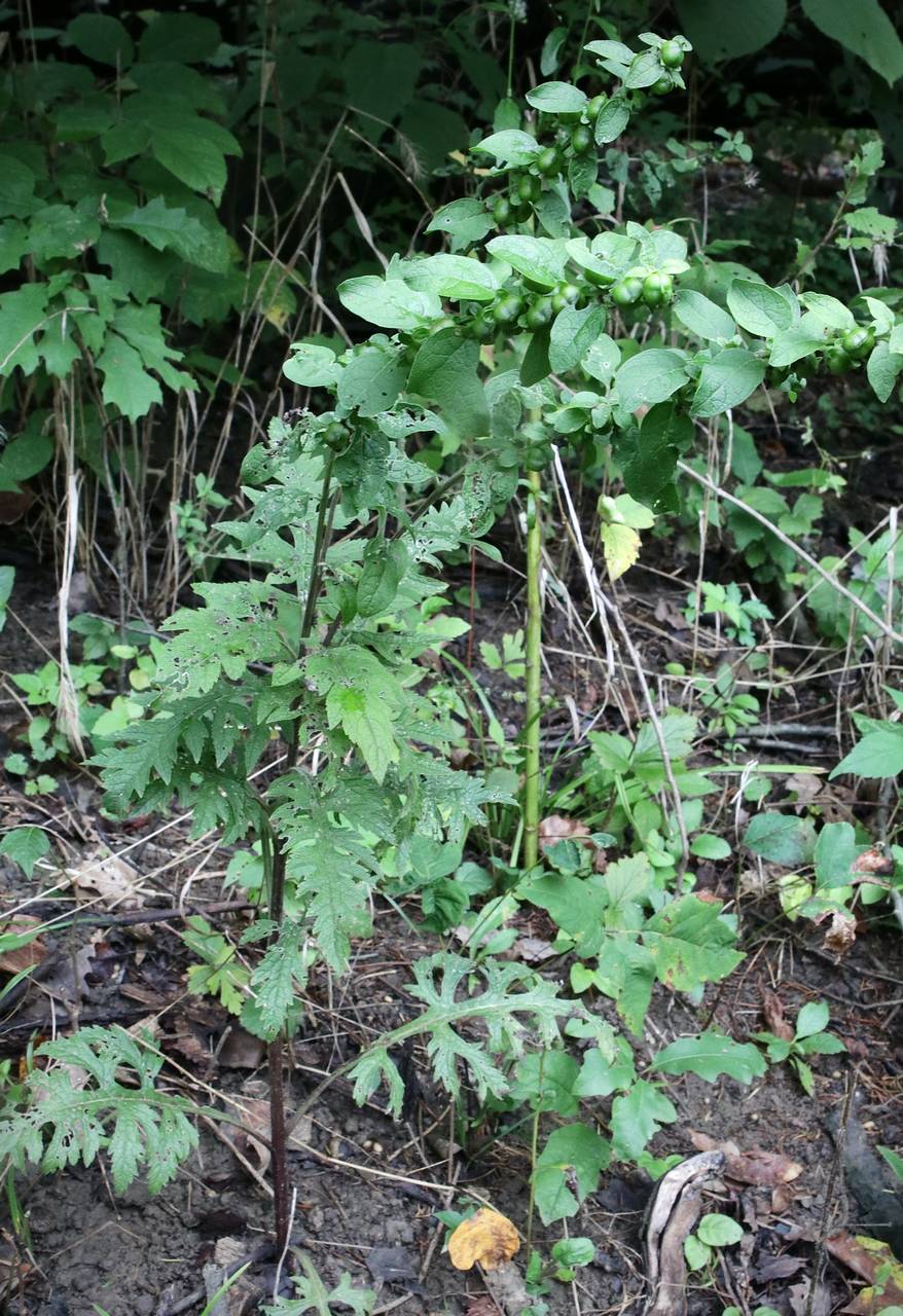 Photo of Fernleaf Yellow False Foxglove