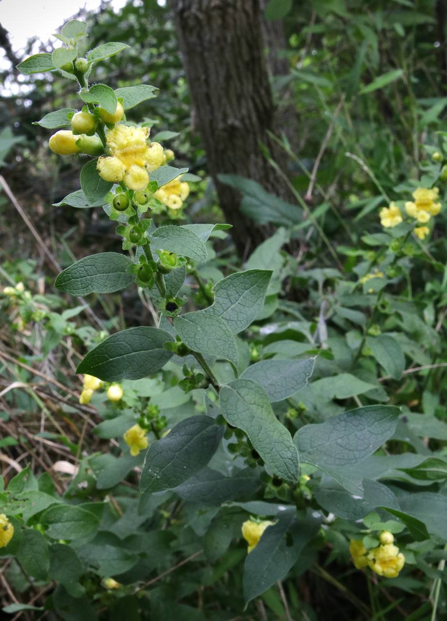 Photo of Downy Yellow False Foxglove