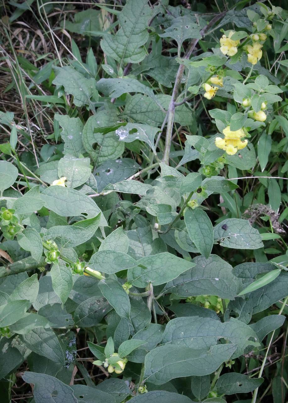 Photo of Downy Yellow False Foxglove