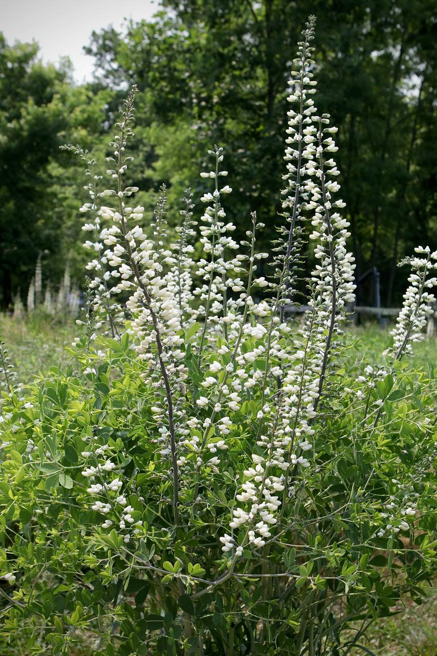 Photo of White False Indigo