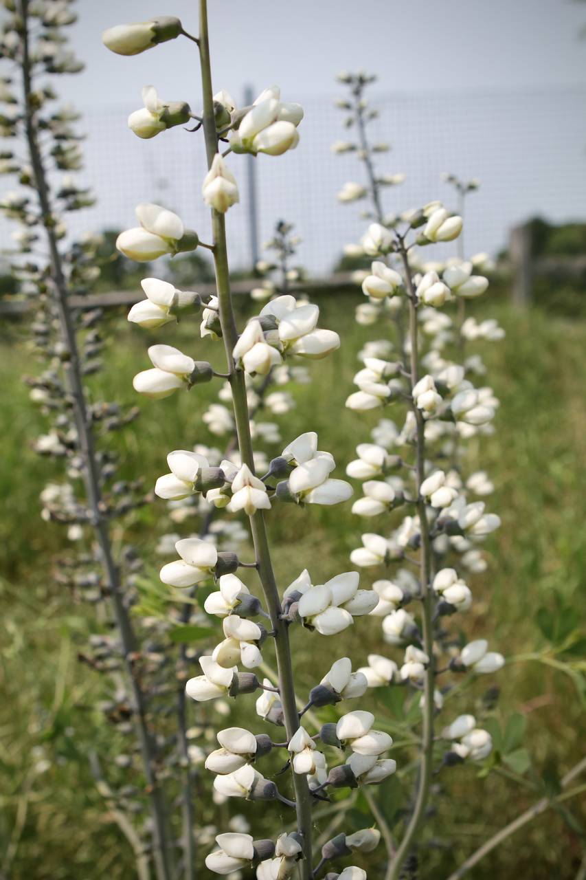Photo of White False Indigo