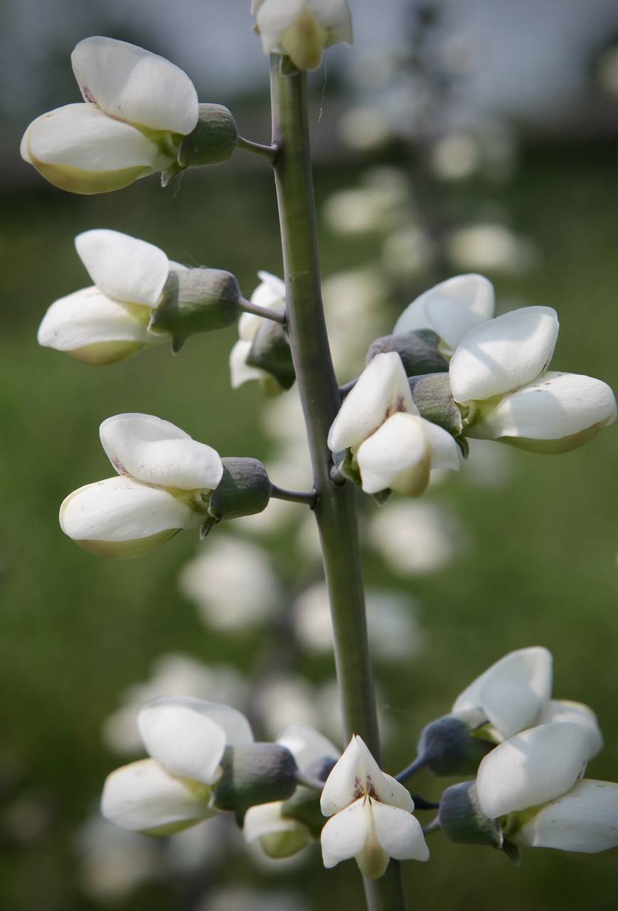 Photo of White False Indigo