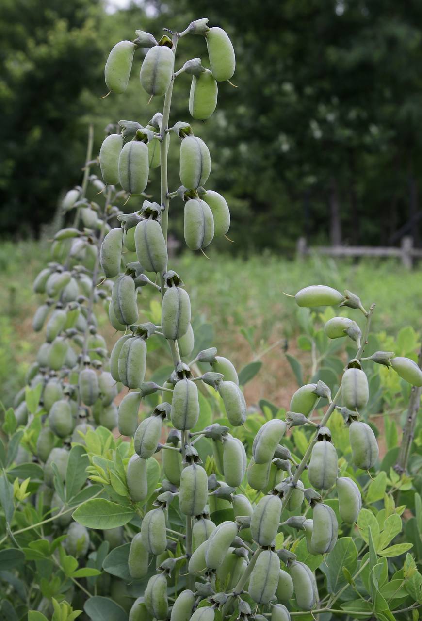 Photo of White False Indigo