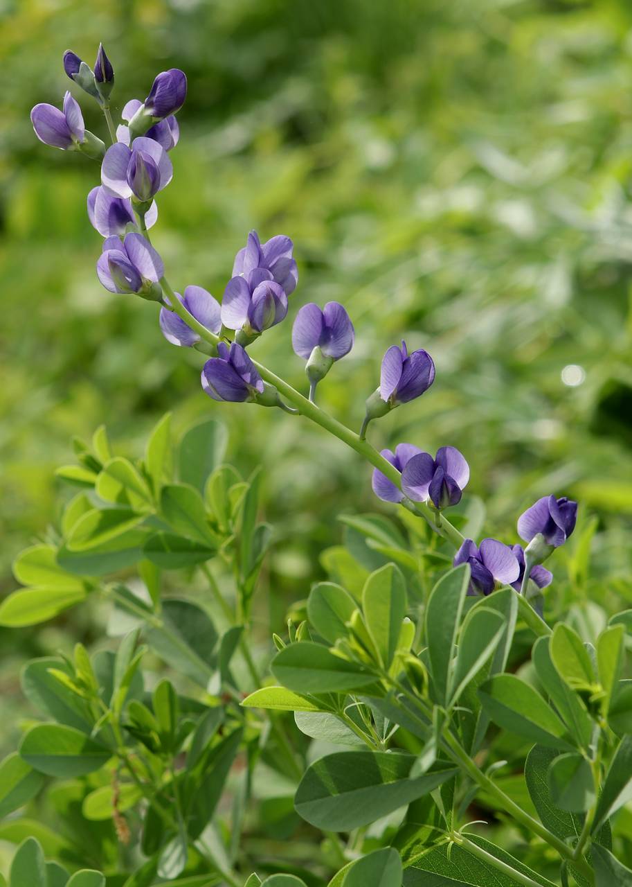 Photo of Blue Wild Indigo