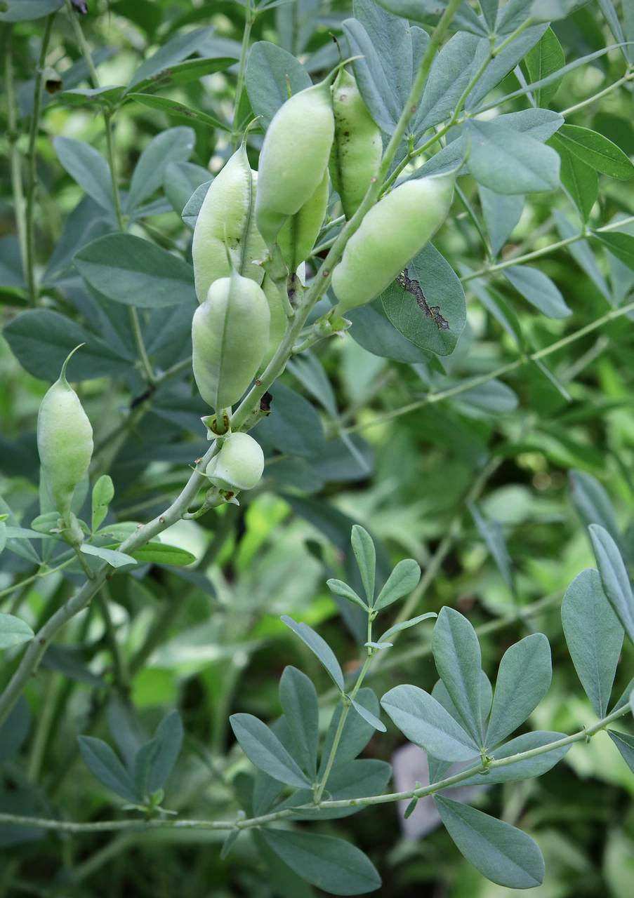 Photo of Blue Wild Indigo