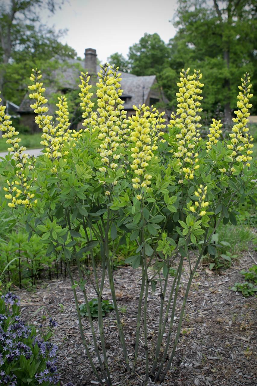 Photo of Yellow Wild Indigo