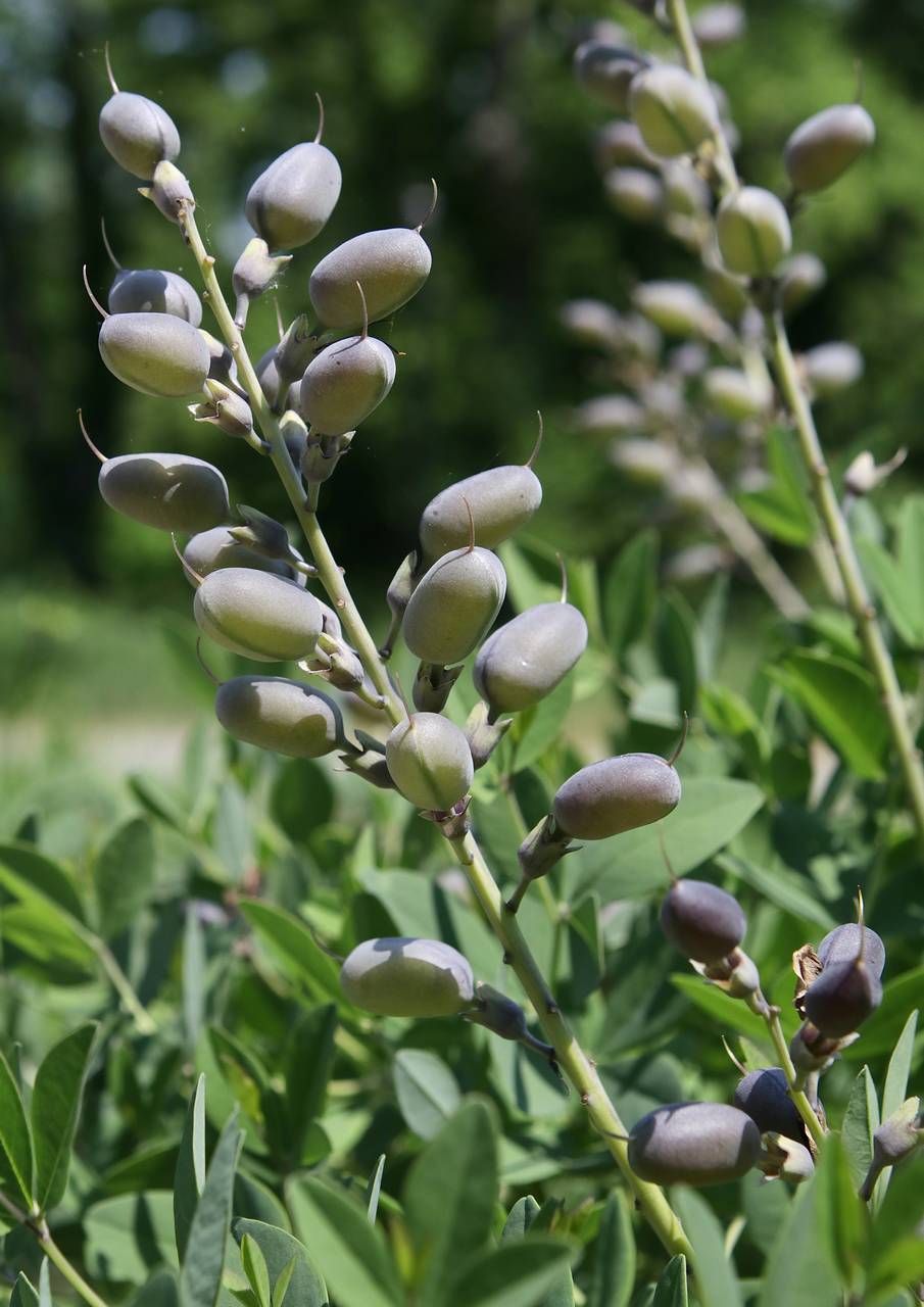 Photo of Yellow Wild Indigo