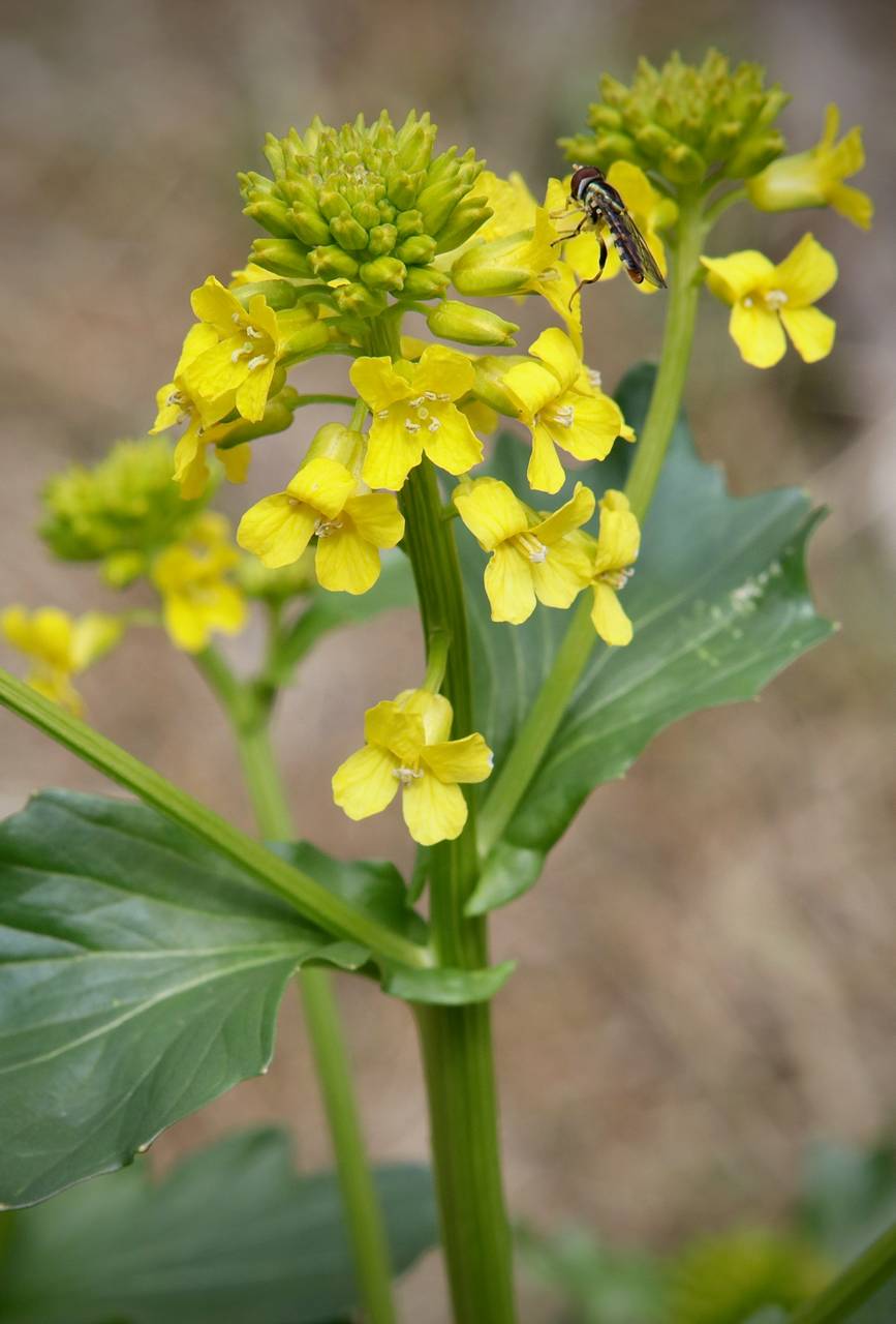 Photo of Wintercress